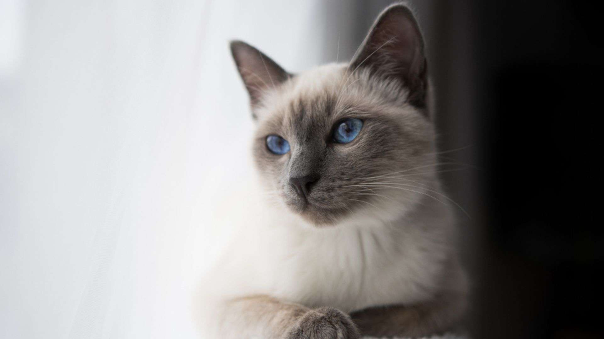 blue point siamese cat looking at distance