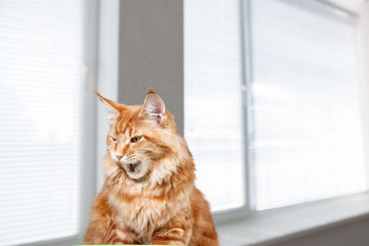 Why Do Cats Chirp? 3 Reasons You'll Find Fascinating
