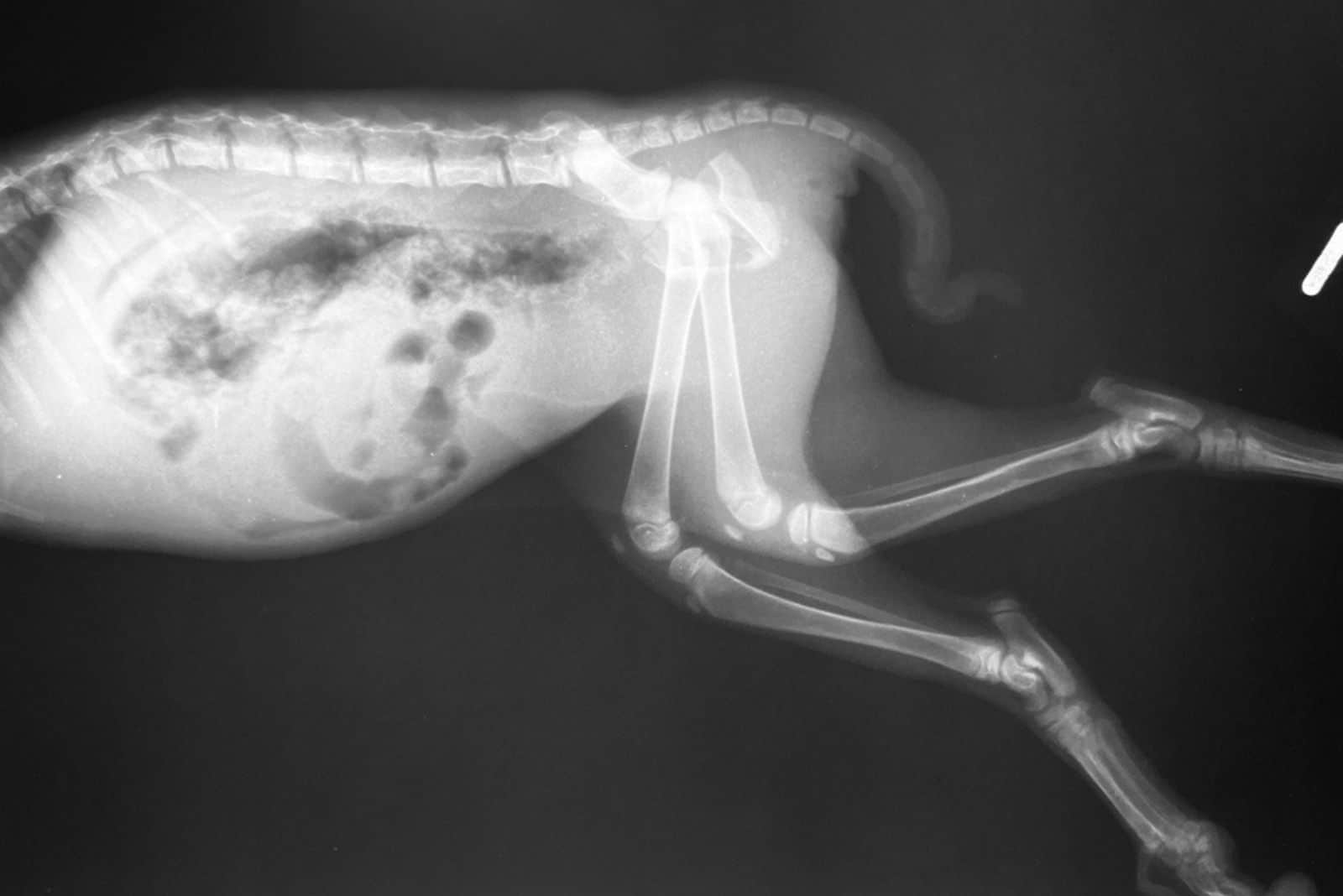 Cat x-ray film shows a hip fracture on left back leg
