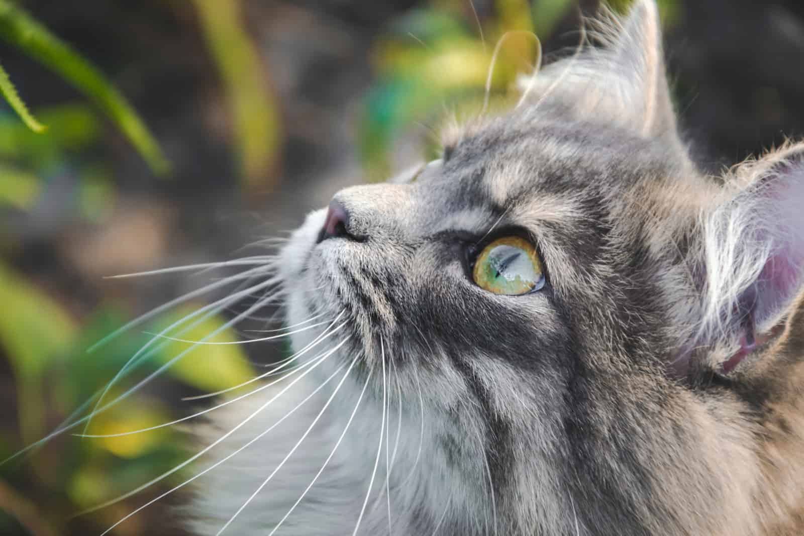 Close up picture of Siberian cat with big round green-yellow eyes looking on the top somewhere with white whiskers and a black nose