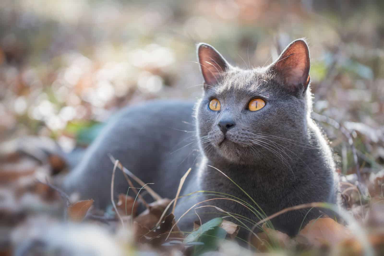 Closeup of beautiful Chartreux cat looking up in the nature