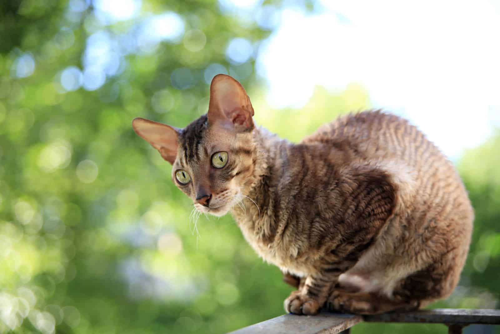 Cornish rex gray cat sitting on railing