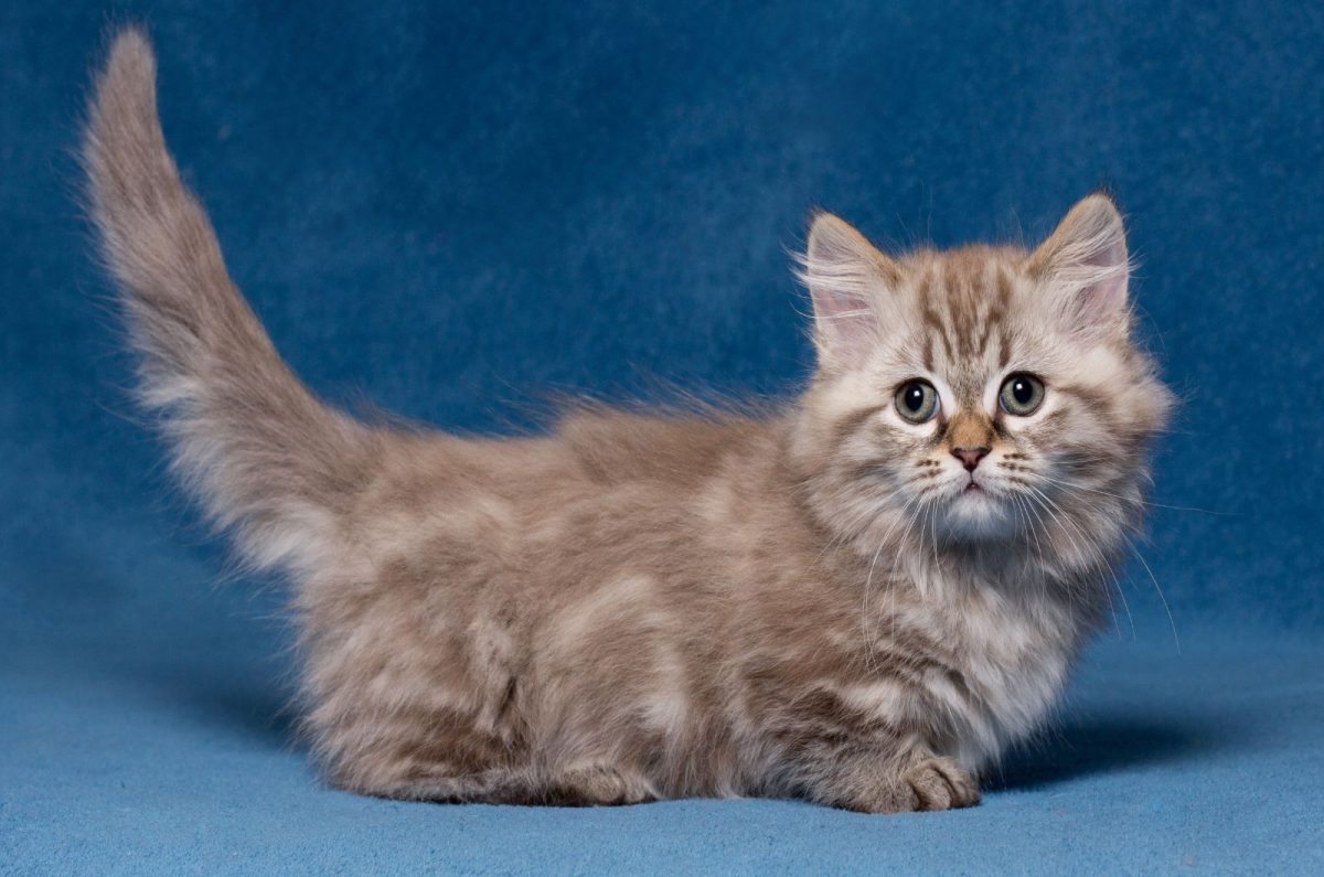 Munchkin Cats For Sale Ohio (Breeders & Adoption Sites 2023)