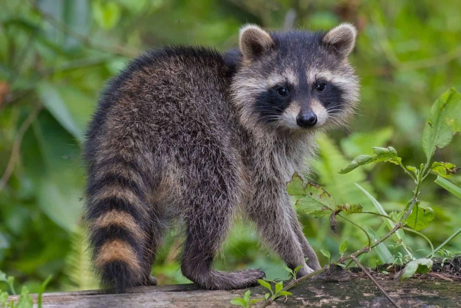 Cute raccoon on a tree in the forest