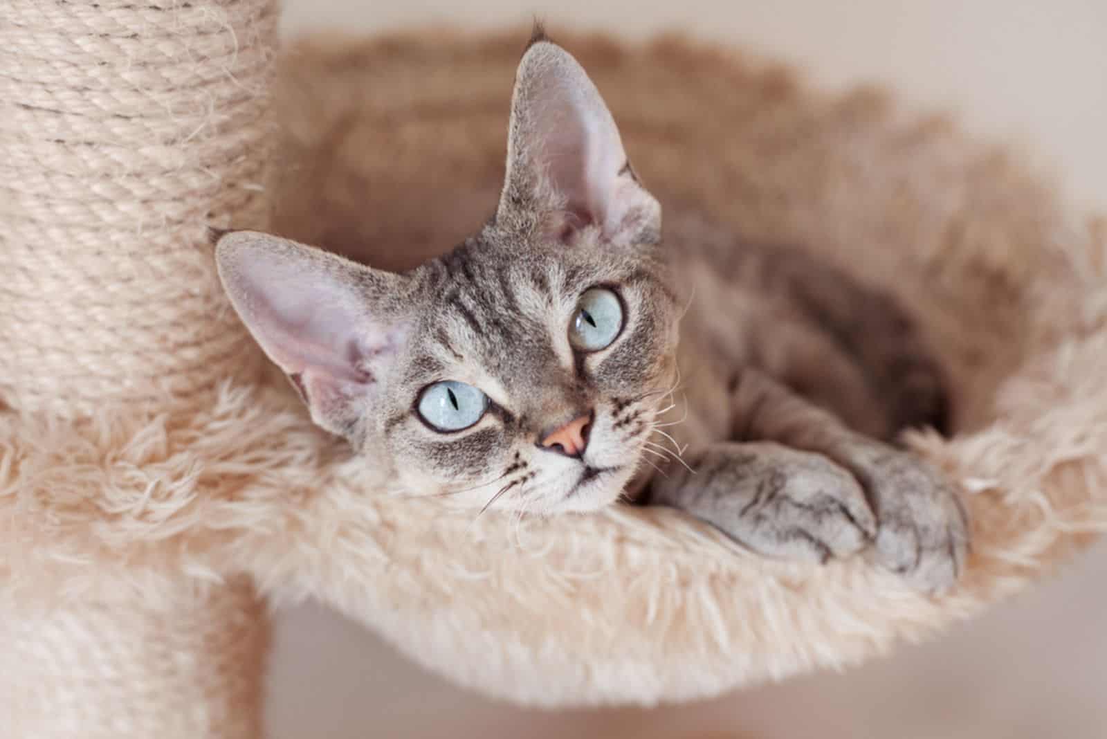 Devon Rex cat is chilling