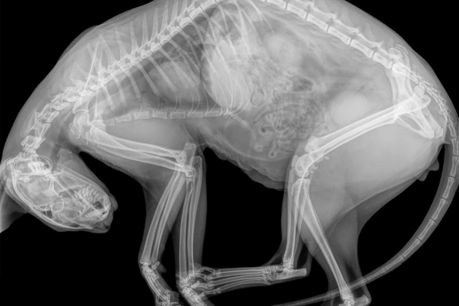 Digital X-ray of a cat in side view