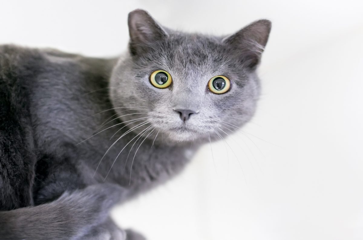 Disoriented Cat With Dilated Pupils Should You Be Worried?