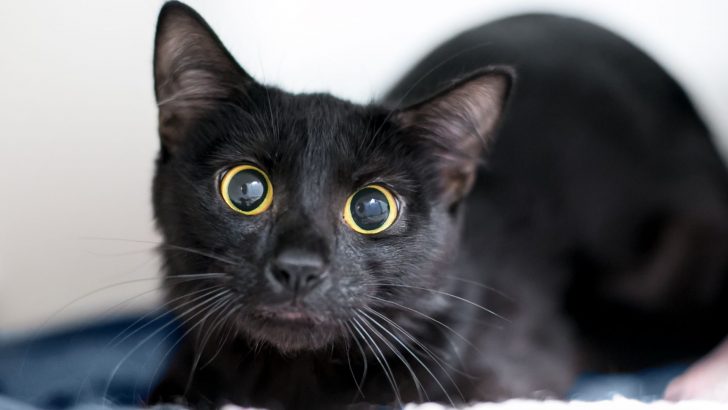 Disoriented Cat With Dilated Pupils: Should You Be Worried?