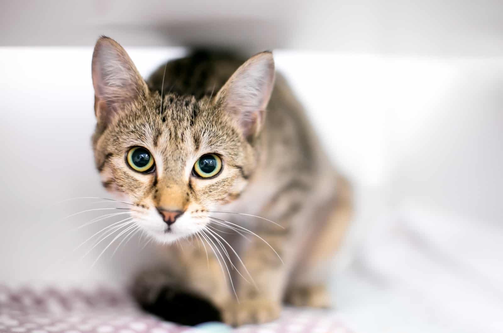 Disoriented Cat With Dilated Pupils hiding under table