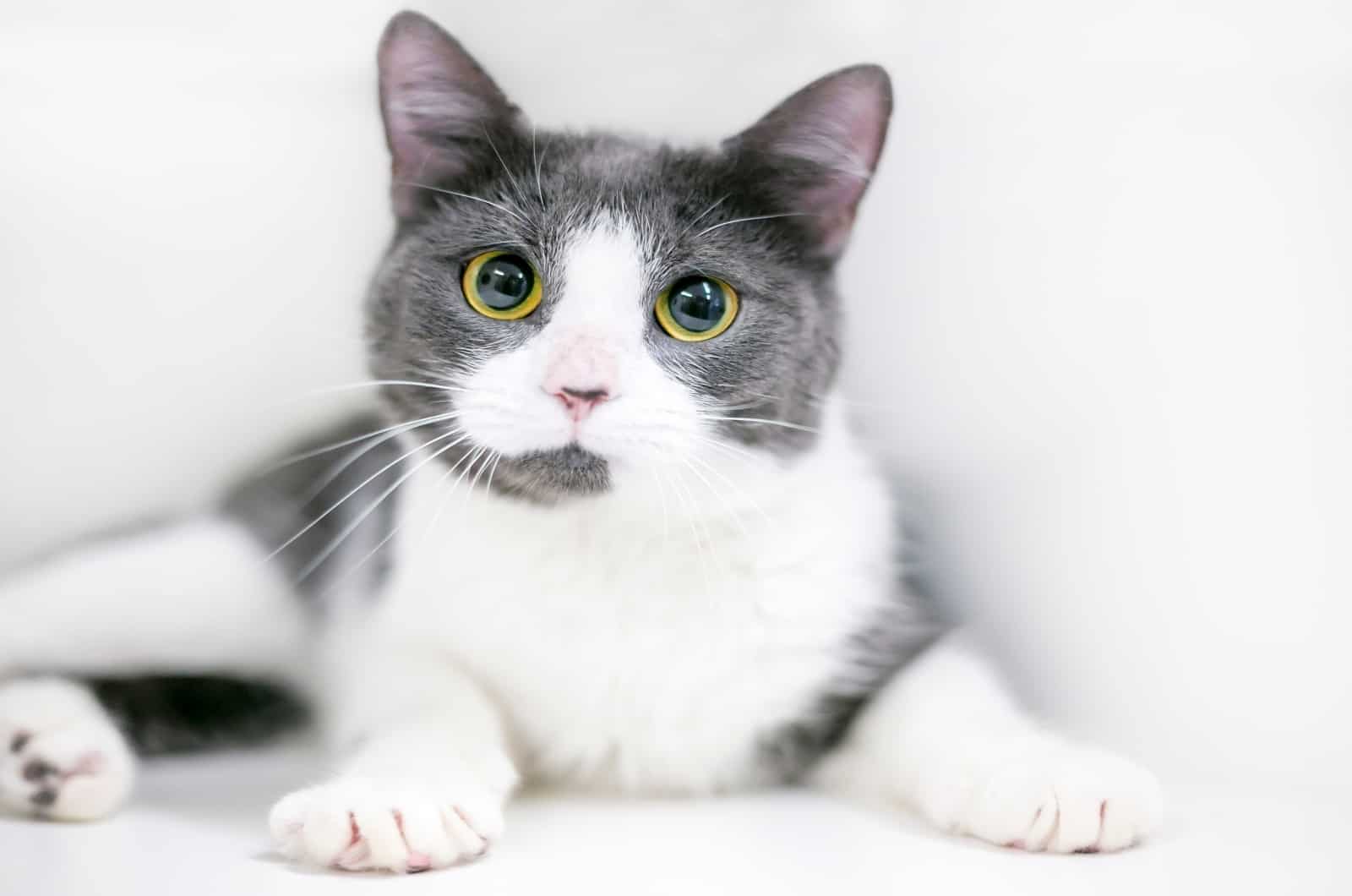 Disoriented Cat With Dilated Pupils looking at camera