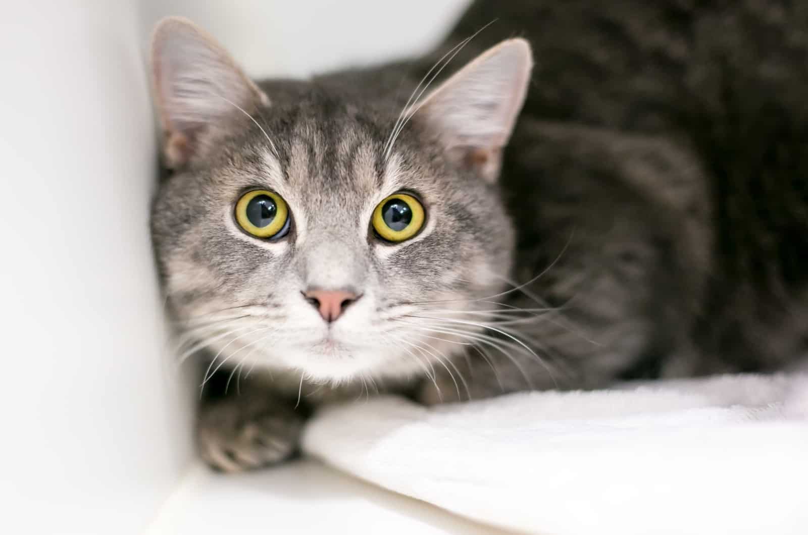 Disoriented Cat With Dilated Pupils looking up