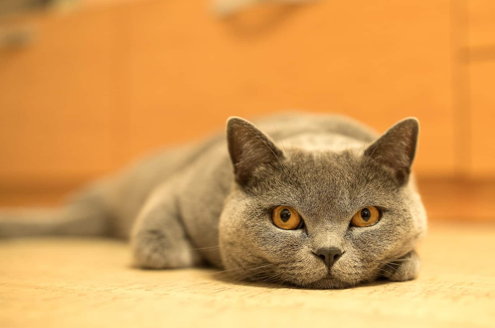 Disoriented Cat With Dilated Pupils lying on floor