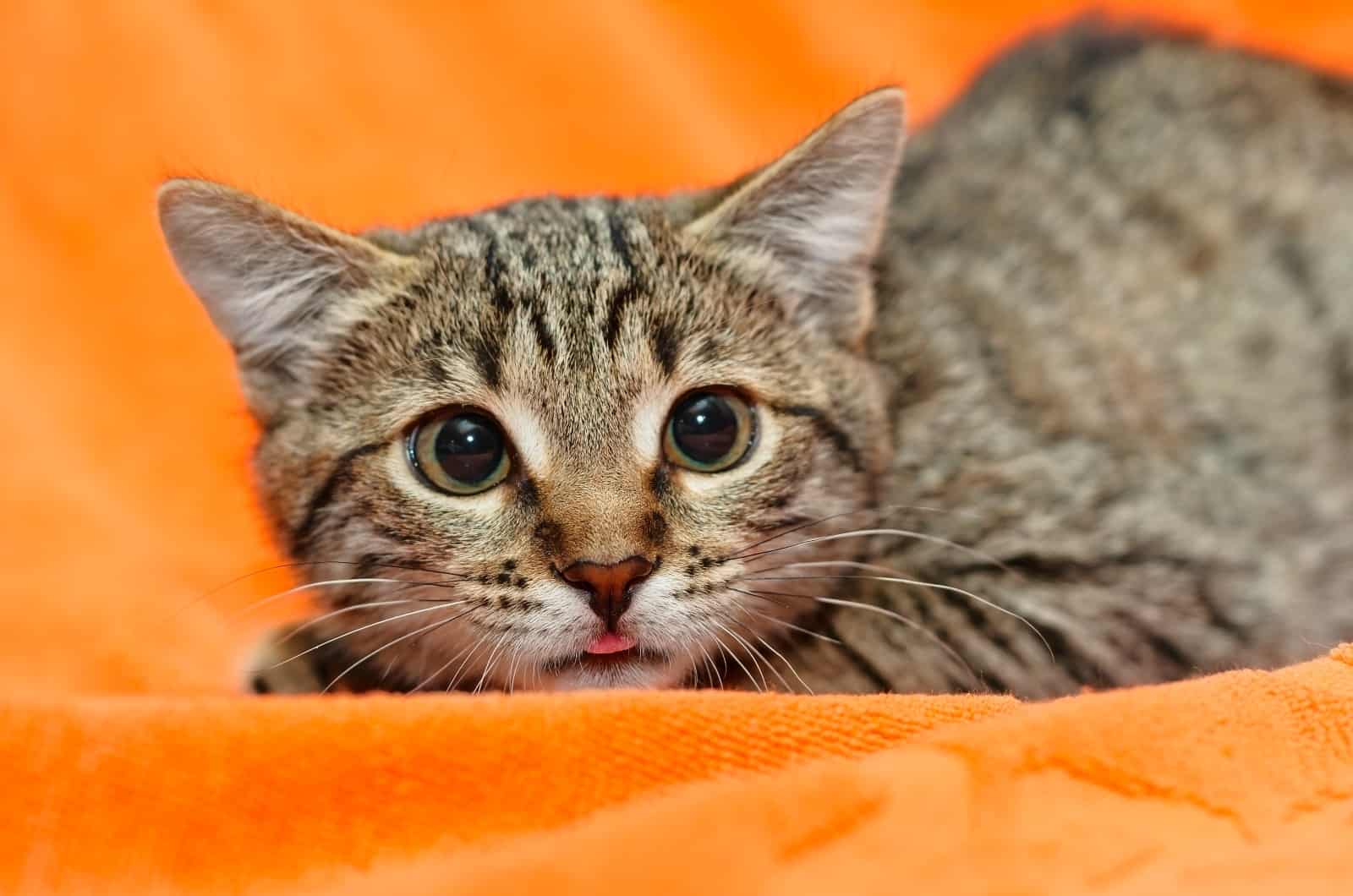 Disoriented Cat With Dilated Pupils lying on orange blanket