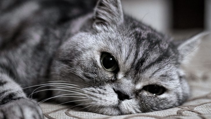 Do Cats Cry And When? What It Means When Your Cat Cries