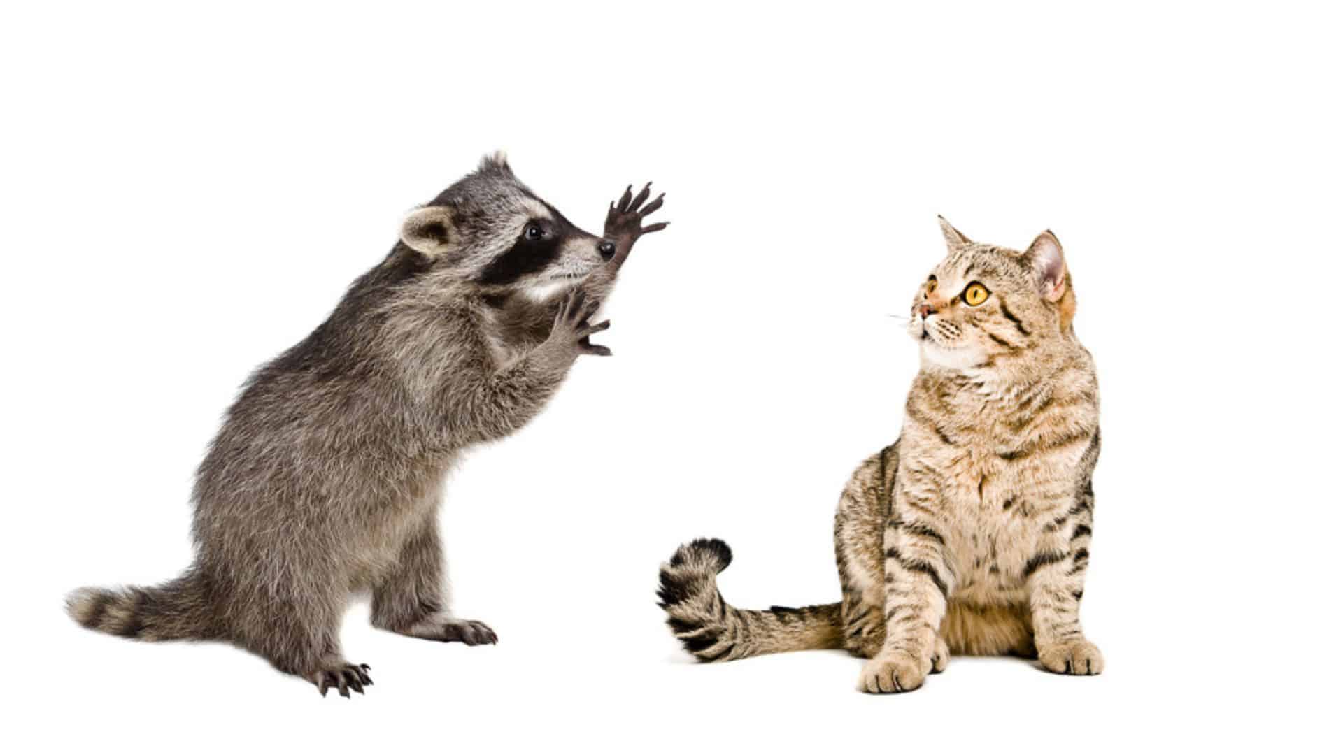 Funny raccoon and cat Scottish Straight isolated on white background