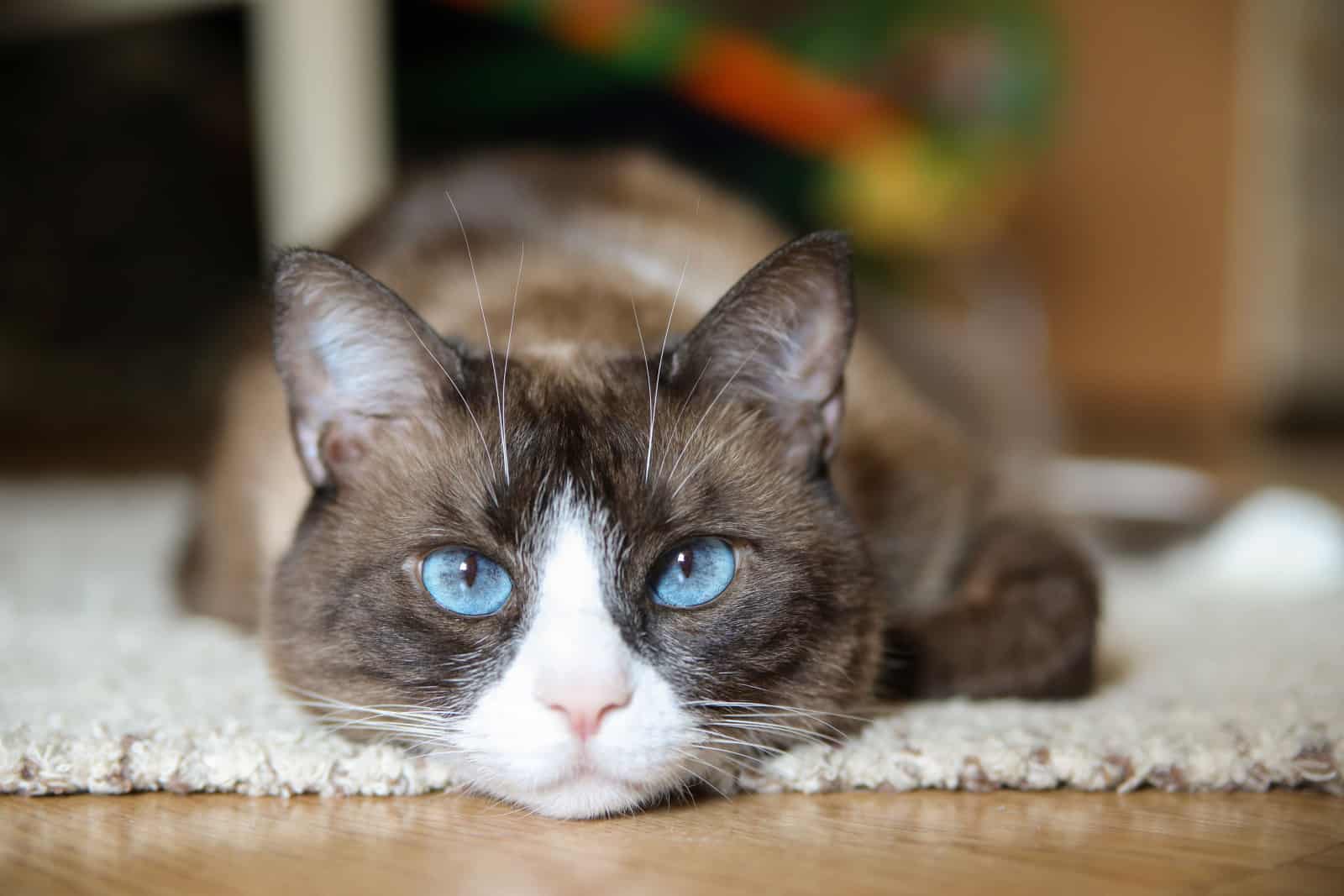 Domestic snowshoe cat with round blue eyes