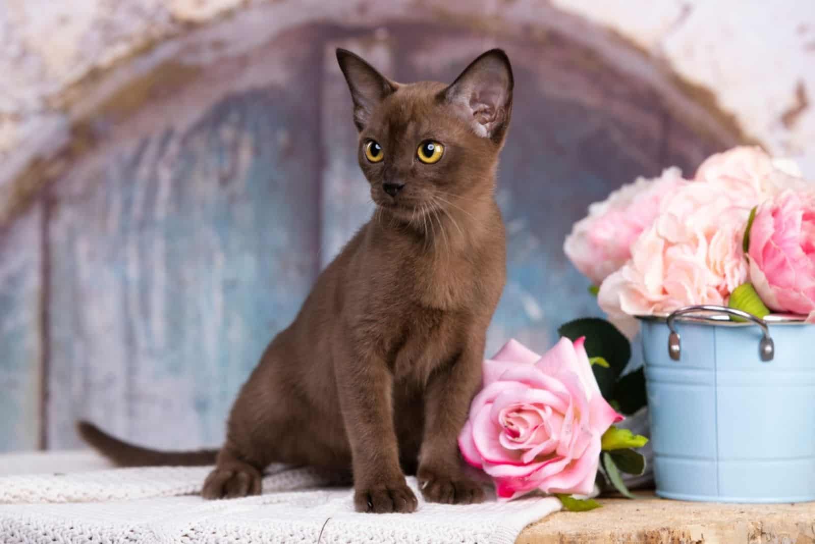 European Burmese cat posing with flowers