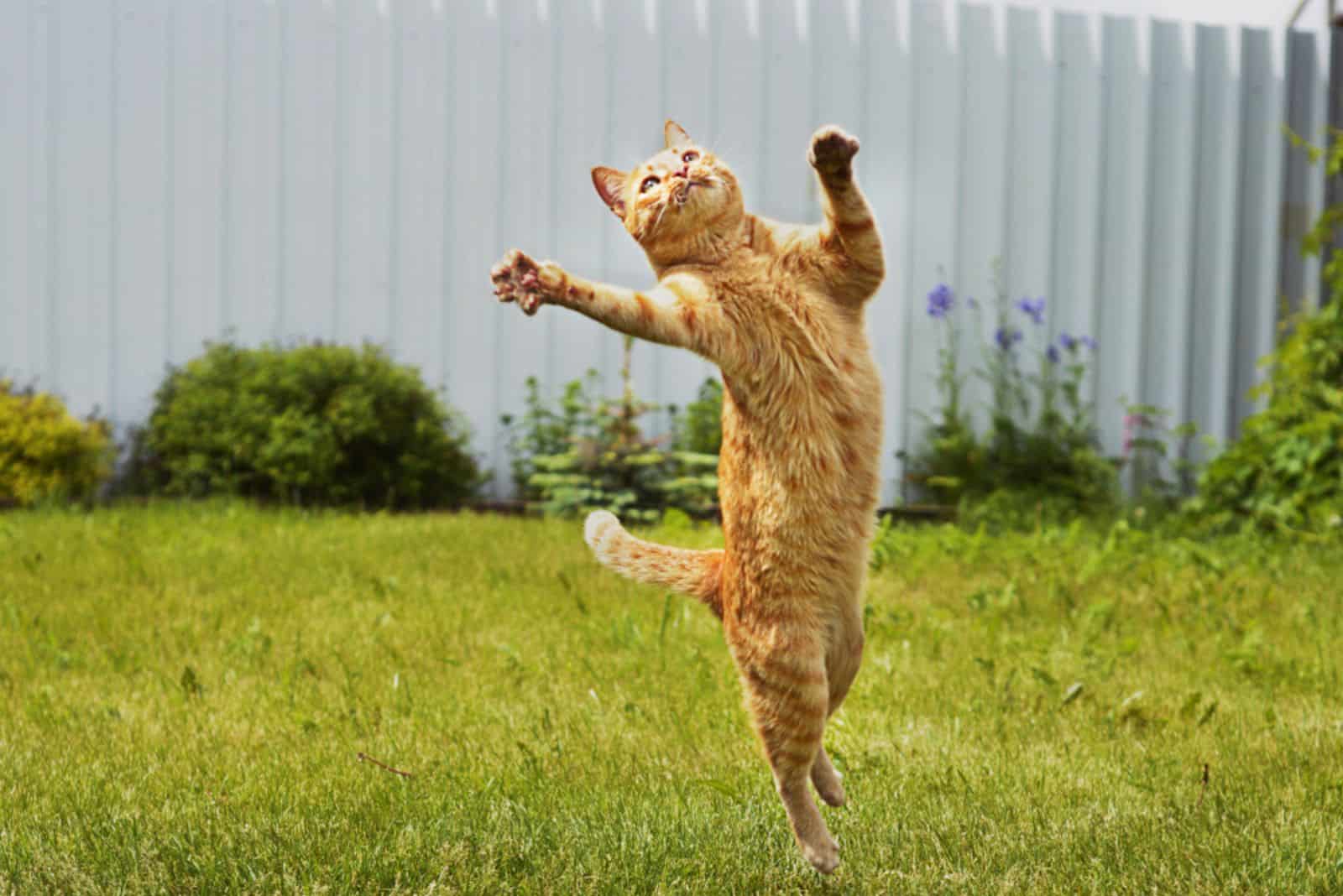 Ginger cat in jumping on green grass 