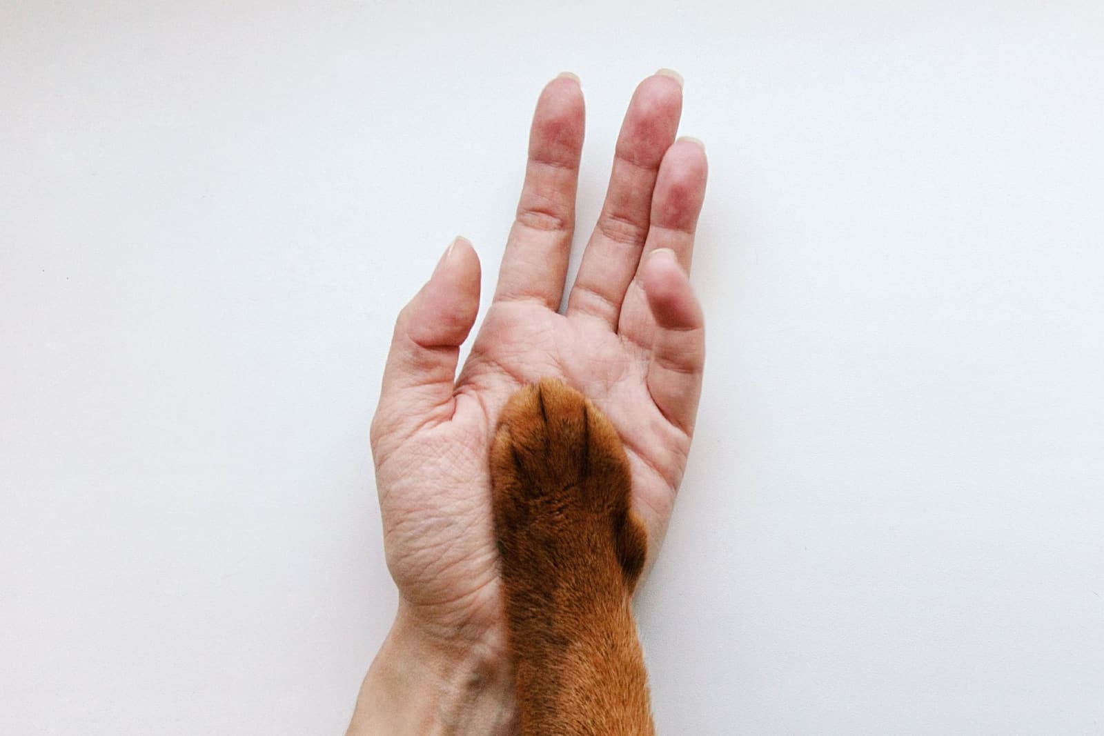 Hand and Paw of Abyssinian Cat on light background
