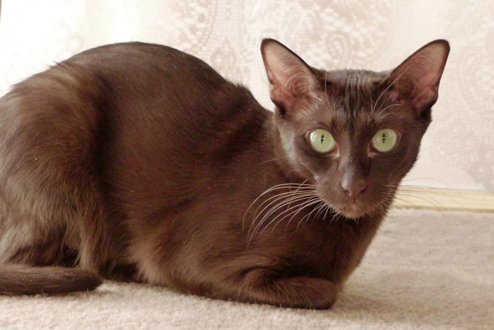 Havana brown cat on beige carpet