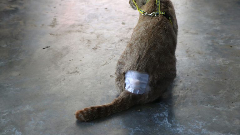 Cat Abscesses On Tail