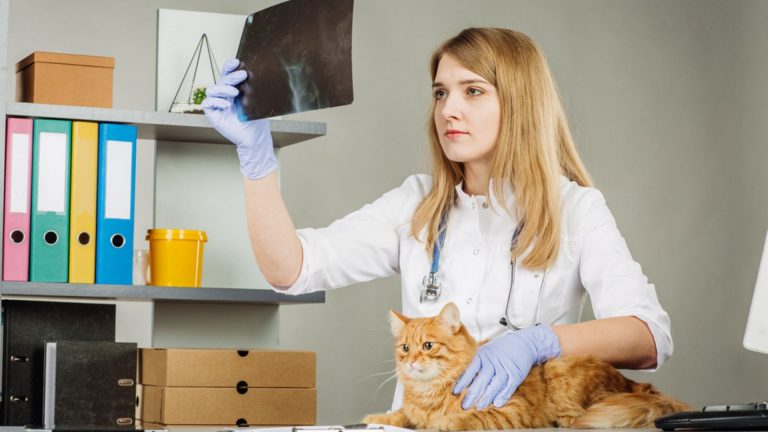 Vets nurses examining a cat's x-ray