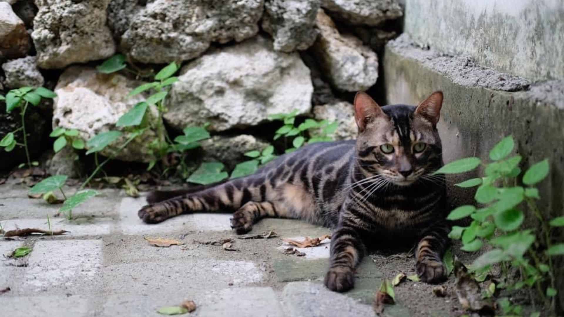 black bengal cat outdoor laying