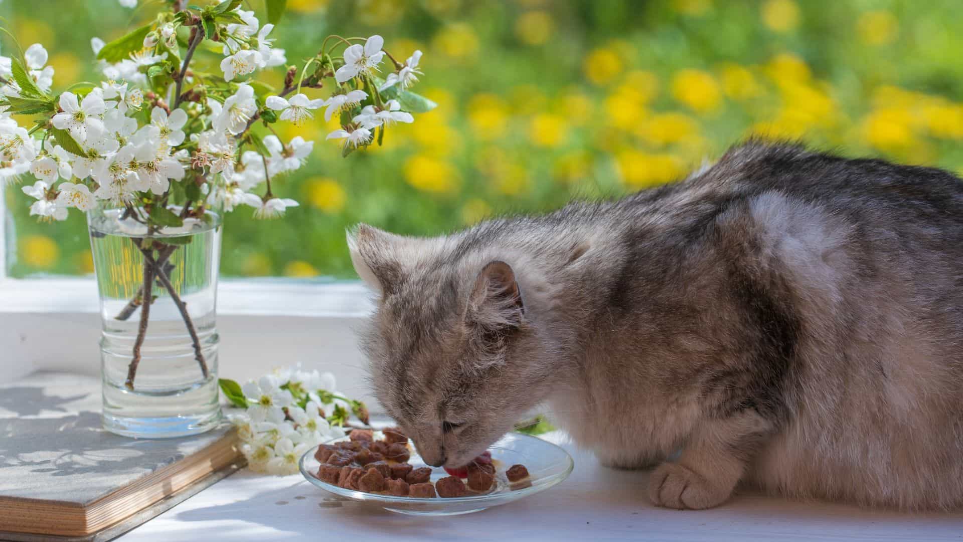 cat eating wet food near a window