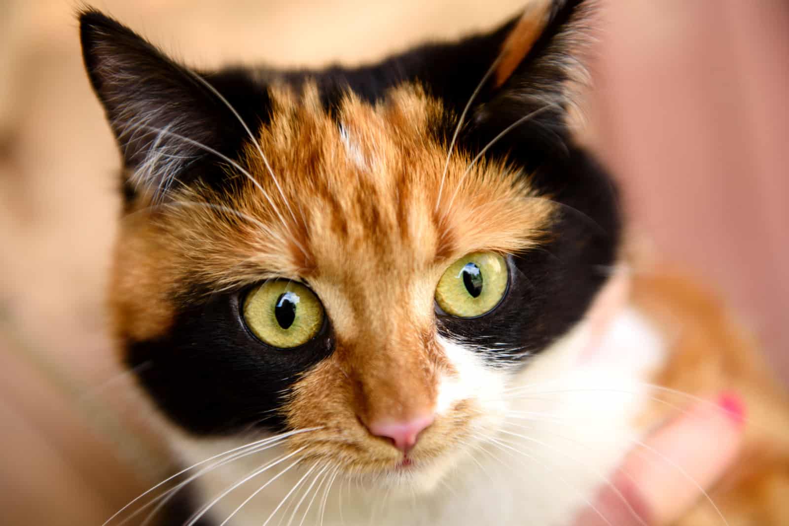 Japanese bobtail domestic cat looks into camera lens. Tortoise cat with green eyes