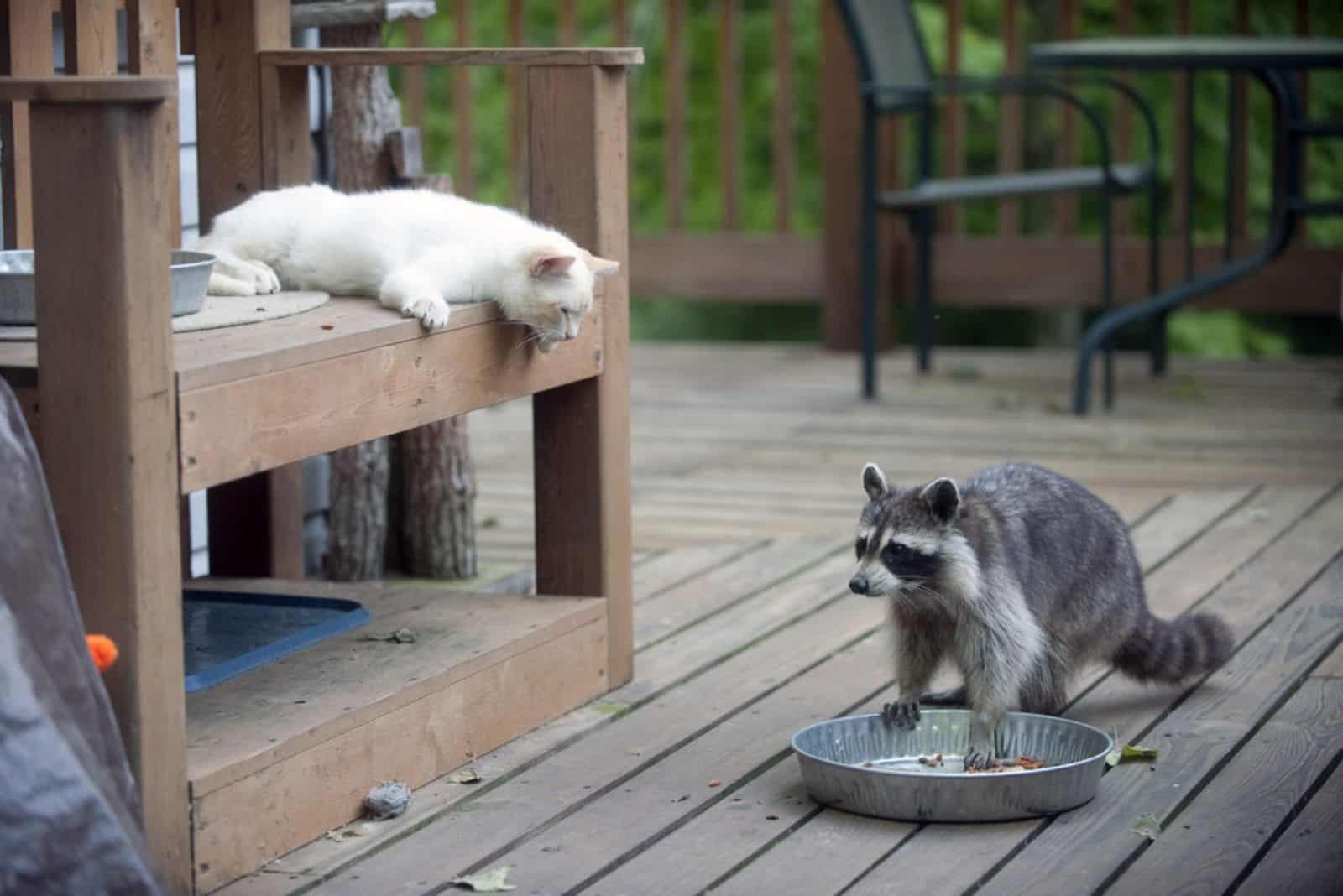 Kitten watching as raccoon moves in to steal food