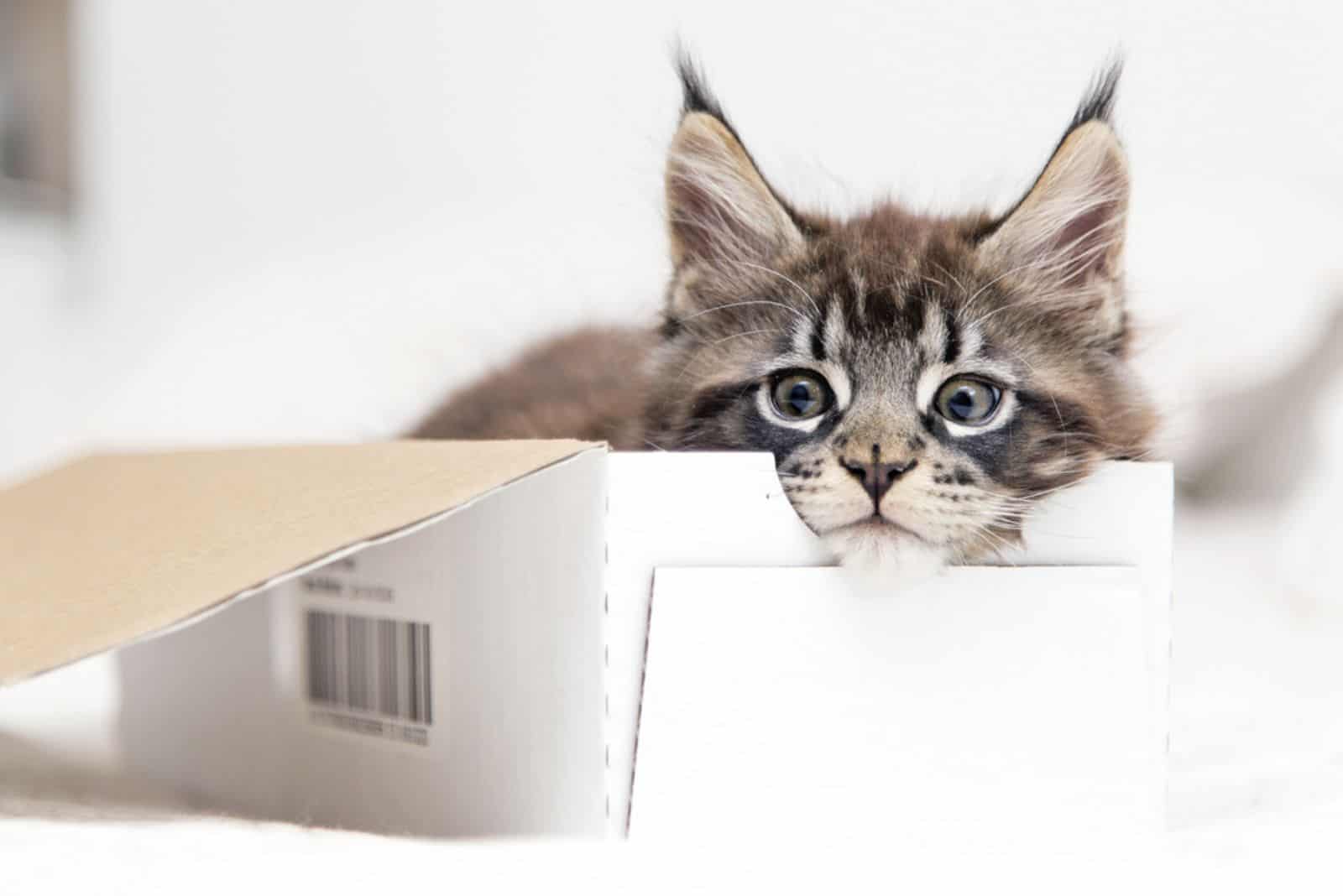 Little fluffy kitten maine coon plays with the box
