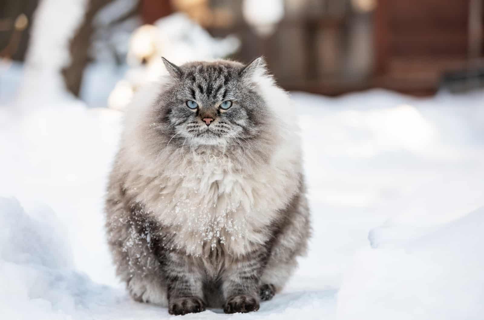 Lynx Point Siberian Cat