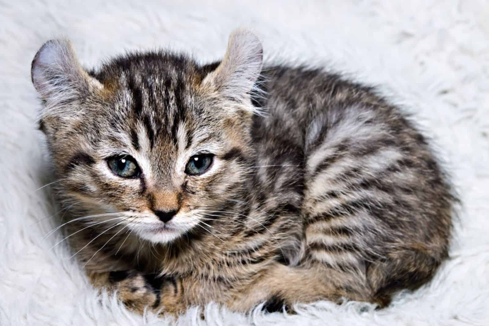 Lynx kitten laying