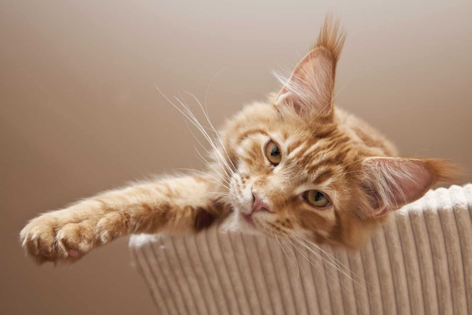 Maine Coon Kitten relaxing