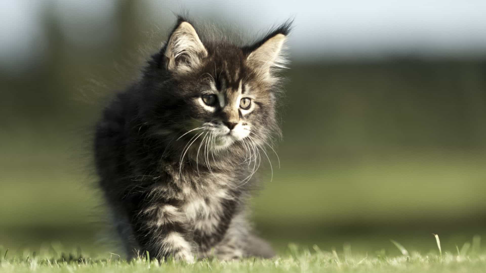 adorable maine coon kitten walking on the grass