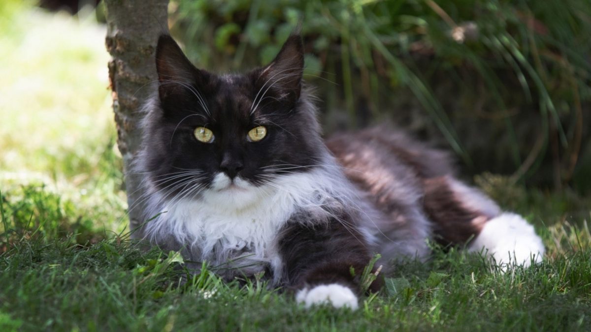 Maine Coon Kittens For Sale In Kentucky Breeders List