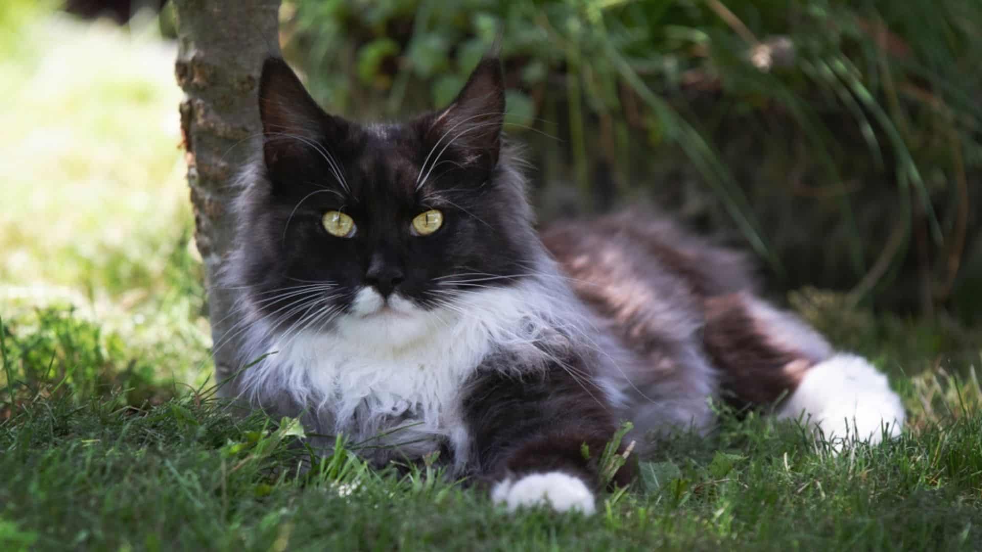 maine coon cat laying in the garden