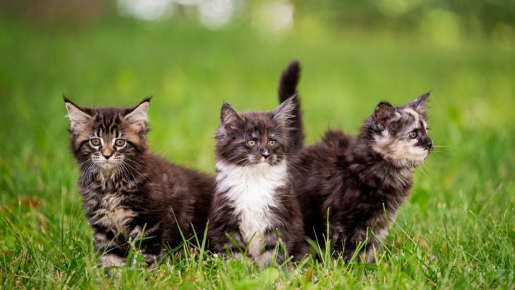 Maine Coon Kittens For Sale In South Carolina – TOP Breeders