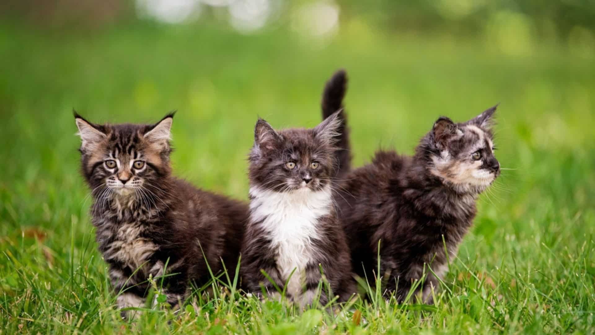 group of three fluffy Maine Coon kittens walks on the green grass.
