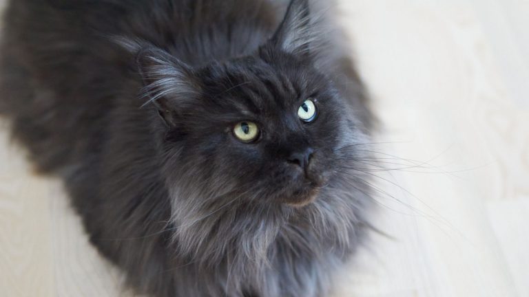 Maine Coon looking up