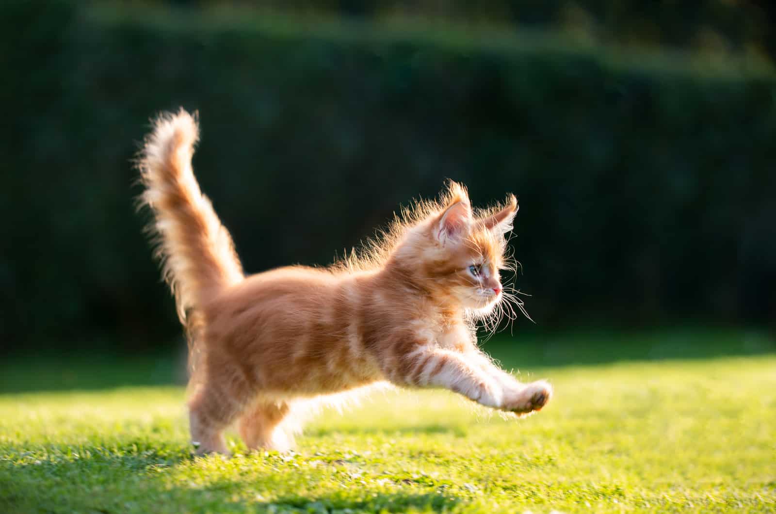 Maine Coon kitten playing on grass