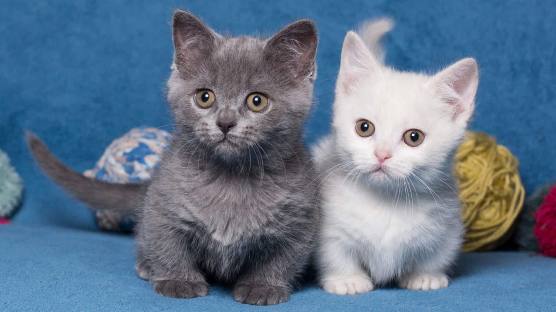 grey and white munchkin kittens