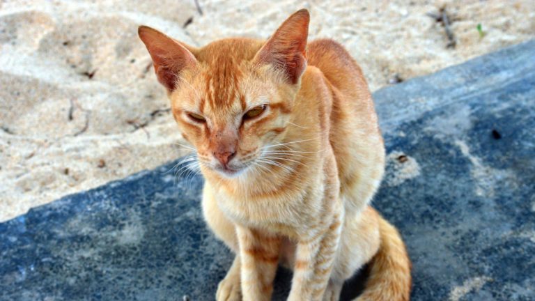 very skinny cat sitting on the blanket outdoor