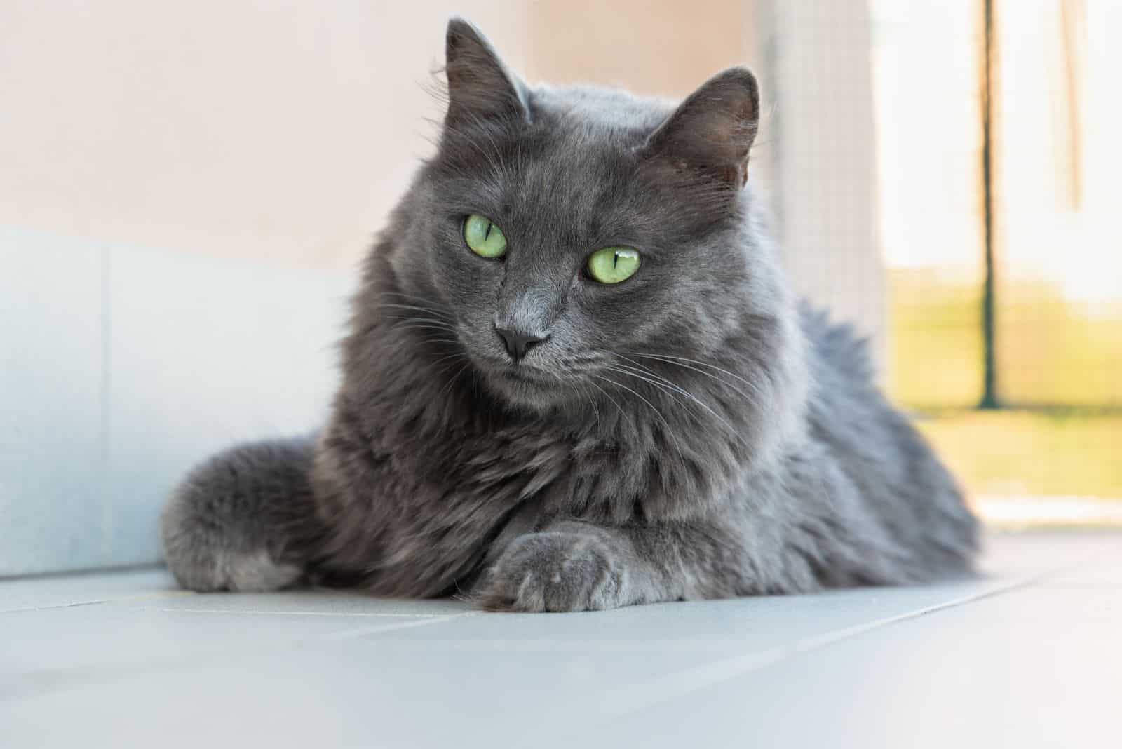 Nebelung cat with green eyes sitting on the pavement