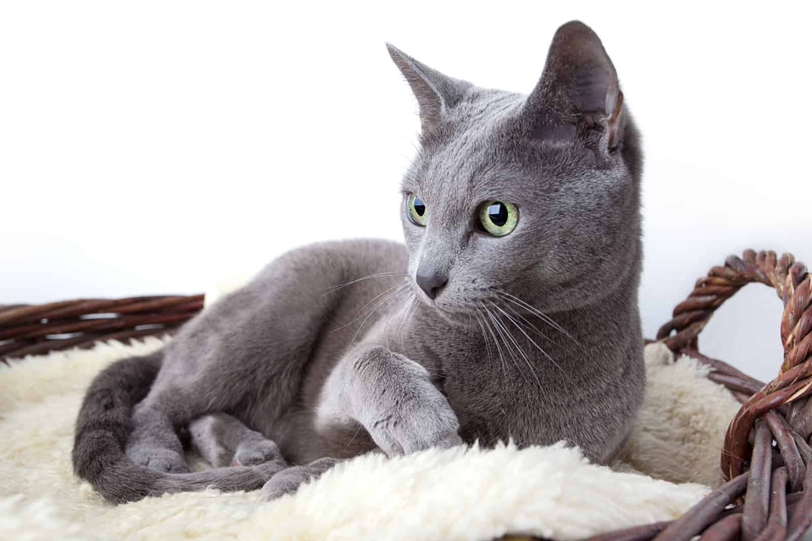 Portrait of a Russian Ble Cat on Lambskin in Wicker Basket