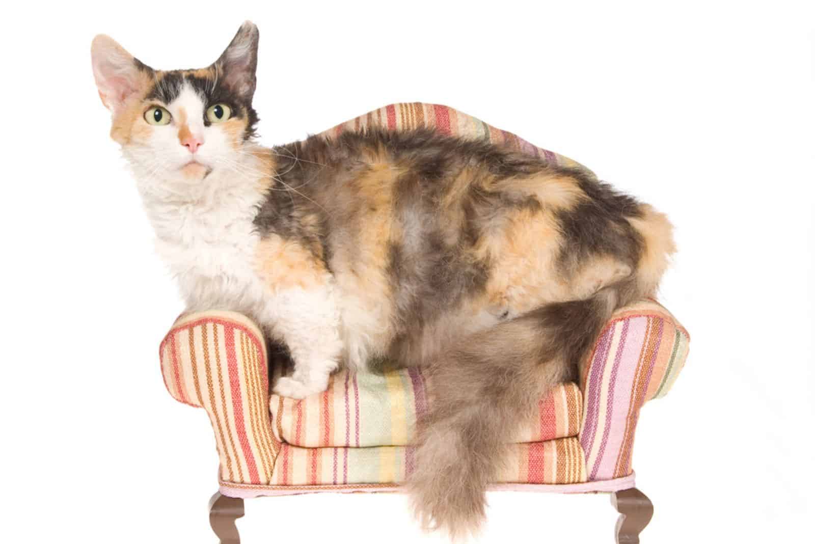 Rare Skookum cat on miniature couch