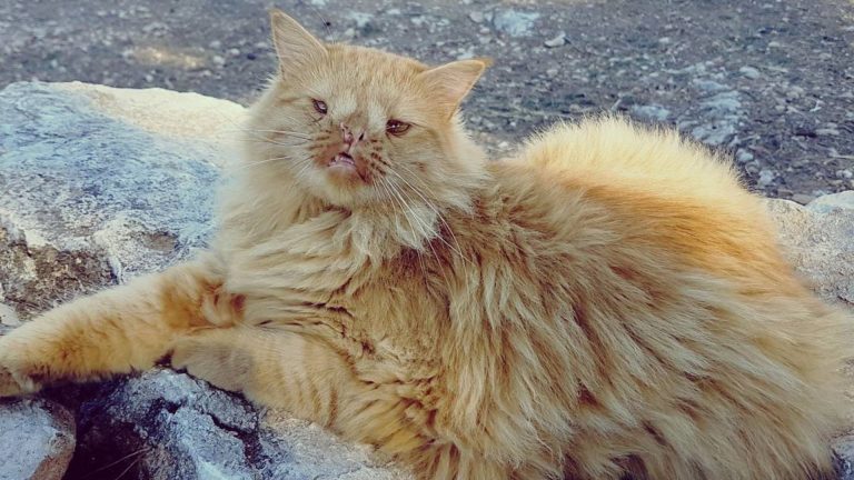 Romeo the cat is lying on a stone