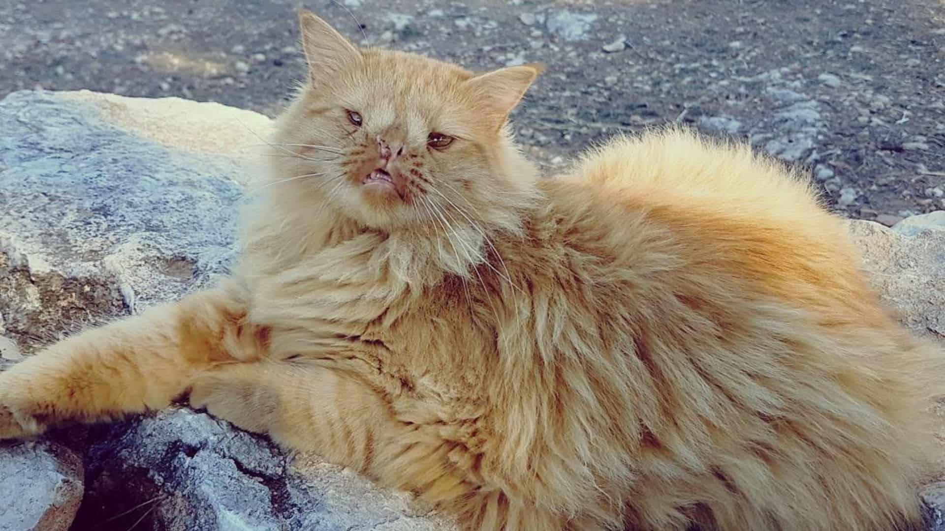 Romeo the cat is lying on a stone