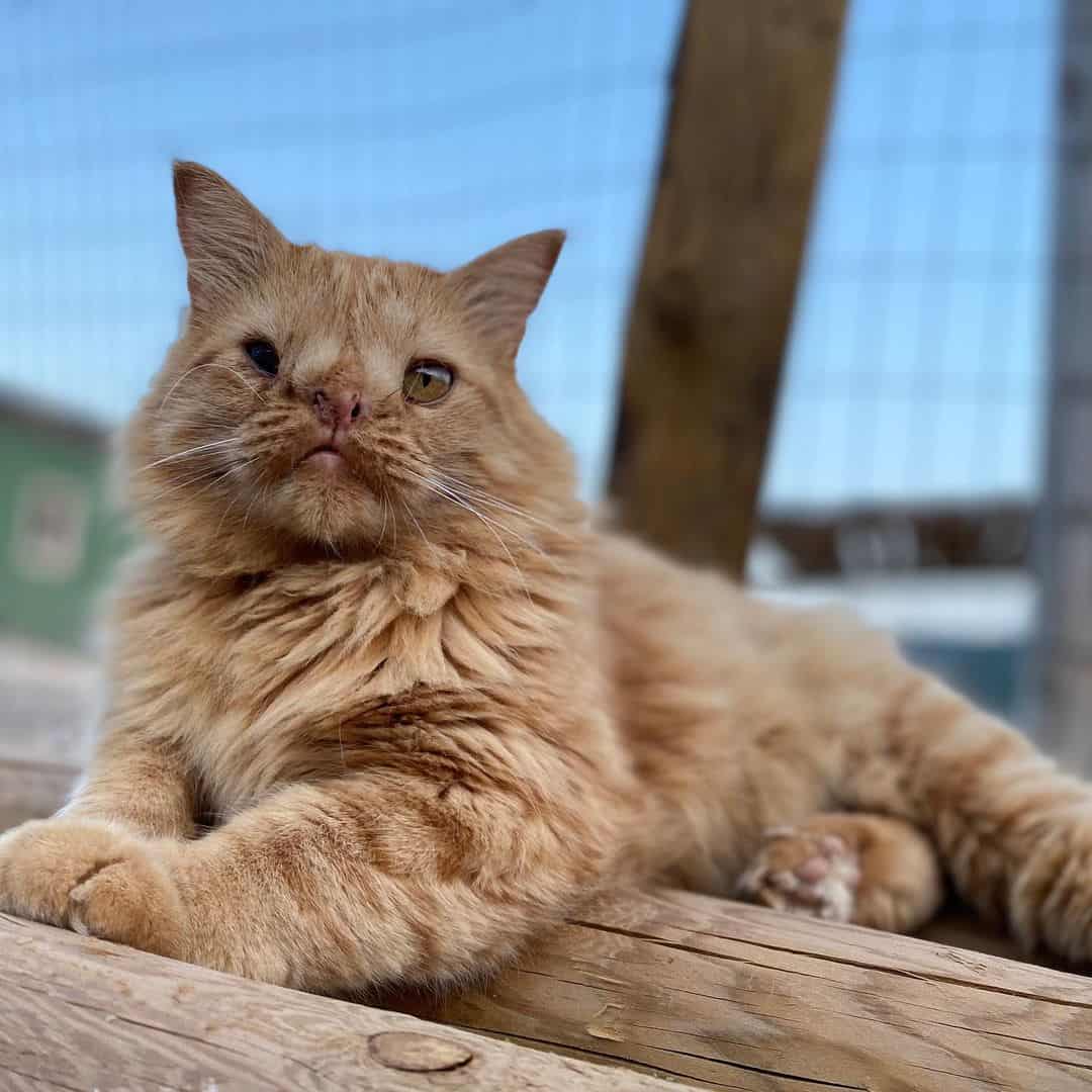 Romeo cat lies on a wooden base