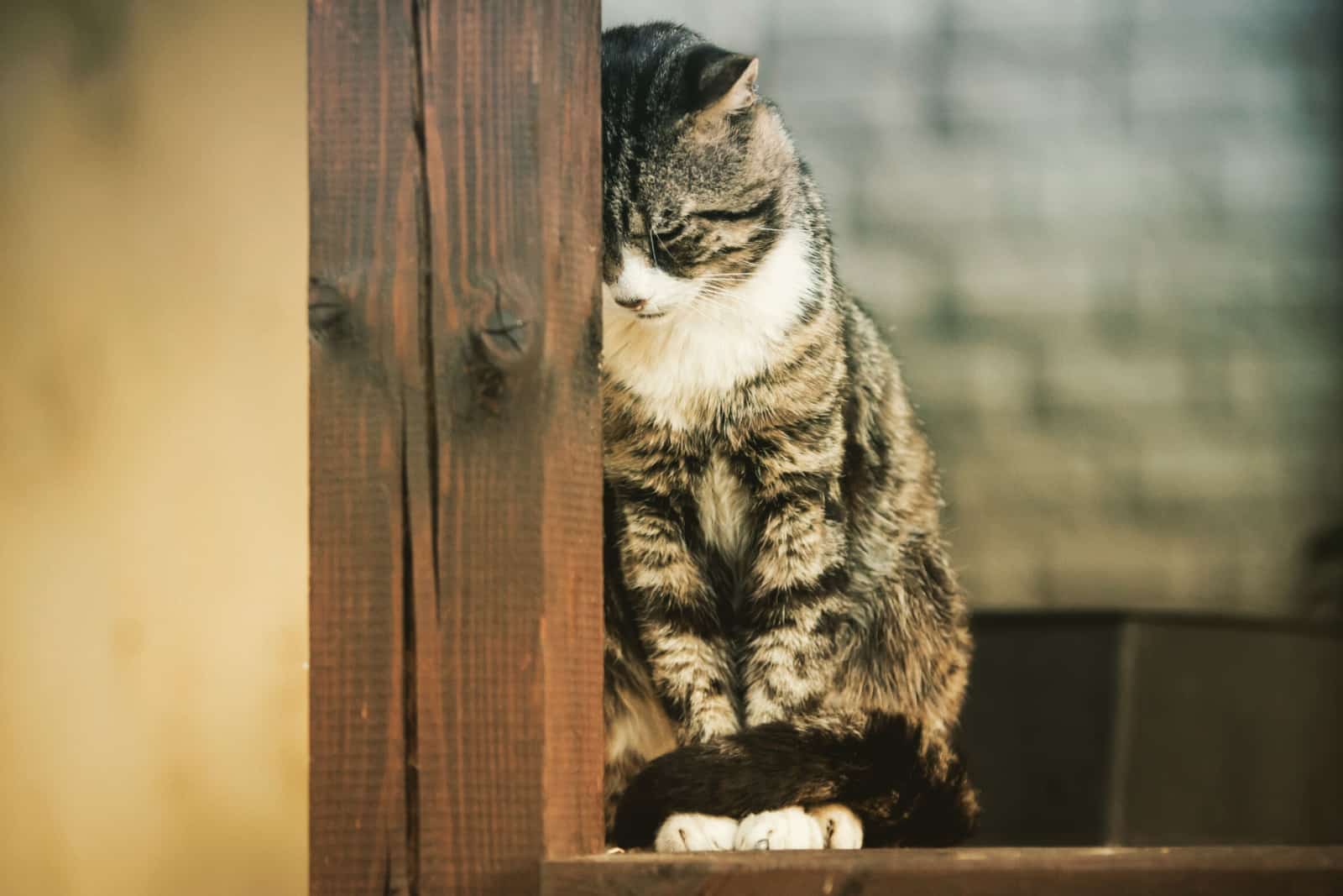 Sad cat. He sits and rests her head on a wooden beam.